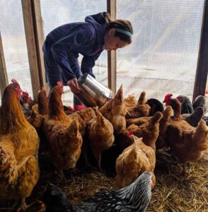 Enliven Your Chickens’ Winter Diet With Food Scraps Image